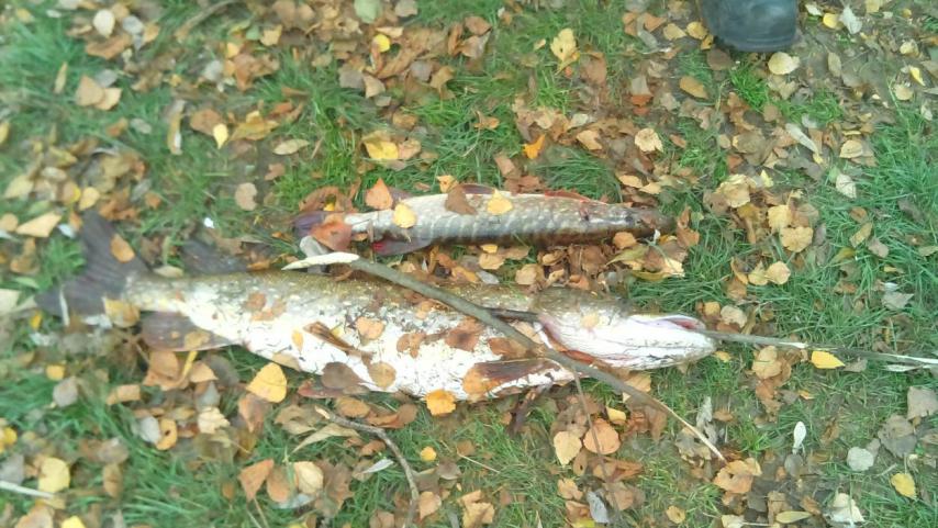 IMG_20151101_121631.jpg